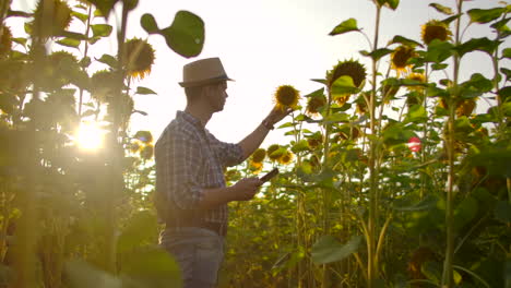 Ein-Mann-Mit-Strohhut-Und-Kariertem-Hemd-Geht-An-Einem-Sommertag-über-Ein-Feld-Mit-Vielen-Großen-Sonnenblumen-Und-Schreibt-Deren-Eigenschaften-Für-Seinen-Wissenschaftlichen-Artikel-In-Seinen-Computer.